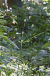 Rough flatsedge